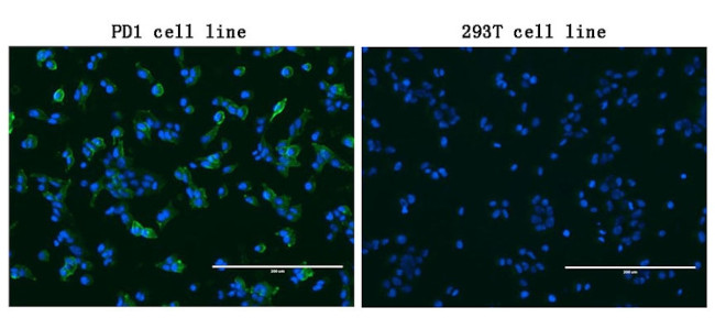 PDCD1 Antibody in Immunocytochemistry (ICC/IF)