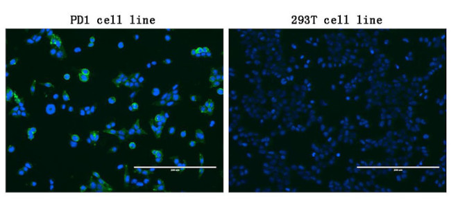 PDCD1 Antibody in Immunocytochemistry (ICC/IF)