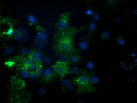 PDE2A Antibody in Immunocytochemistry (ICC/IF)