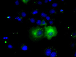 PDE4A Antibody in Immunocytochemistry (ICC/IF)