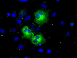 PDE4A Antibody in Immunocytochemistry (ICC/IF)