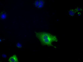PDE4A Antibody in Immunocytochemistry (ICC/IF)