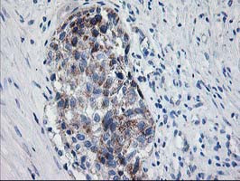 PDE4B Antibody in Immunohistochemistry (Paraffin) (IHC (P))