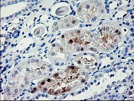 PDE6G Antibody in Immunohistochemistry (Paraffin) (IHC (P))