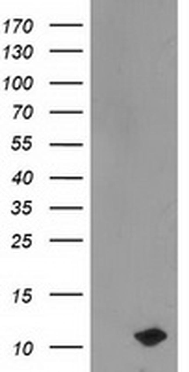 PDE6G Antibody in Western Blot (WB)