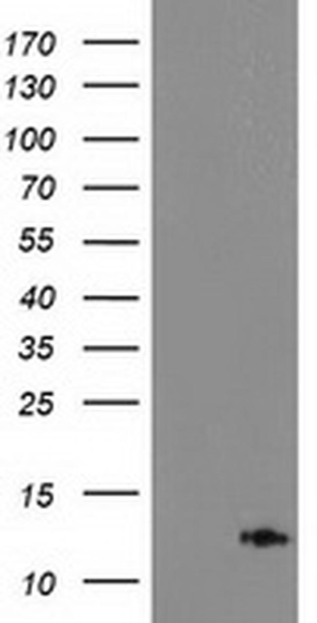 PDE6G Antibody in Western Blot (WB)