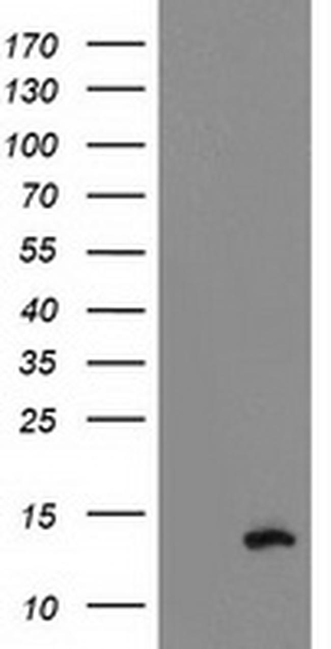 PDE6G Antibody in Western Blot (WB)