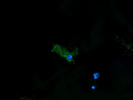 PDIA3 Antibody in Immunocytochemistry (ICC/IF)
