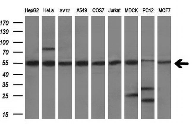 PDIA3 Antibody in Western Blot (WB)