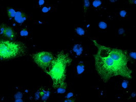PDIA4 Antibody in Immunocytochemistry (ICC/IF)