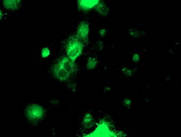 PDIA4 Antibody in Immunocytochemistry (ICC/IF)