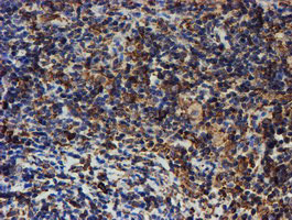 PDIA4 Antibody in Immunohistochemistry (Paraffin) (IHC (P))