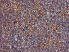 PDIA4 Antibody in Immunohistochemistry (Paraffin) (IHC (P))