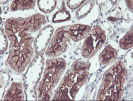 PDRG1 Antibody in Immunohistochemistry (Paraffin) (IHC (P))