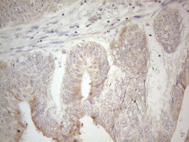 PDX1 Antibody in Immunohistochemistry (Paraffin) (IHC (P))