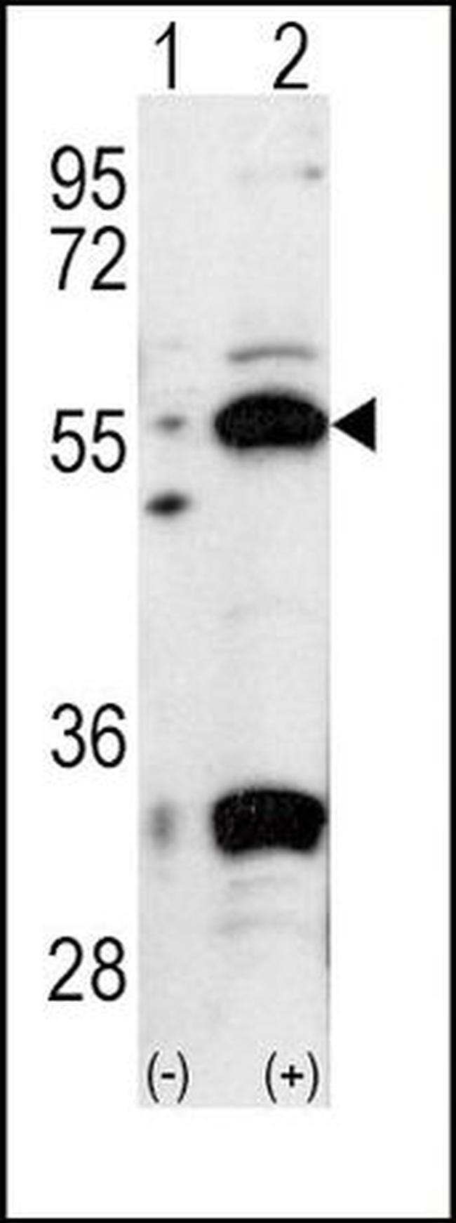 PDX1 Antibody in Western Blot (WB)
