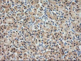 PDXK Antibody in Immunohistochemistry (Paraffin) (IHC (P))