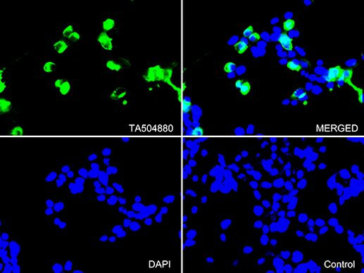PECAM1 Antibody in Immunocytochemistry (ICC/IF)