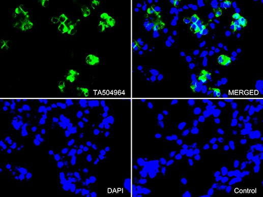 PECAM1 Antibody in Immunocytochemistry (ICC/IF)