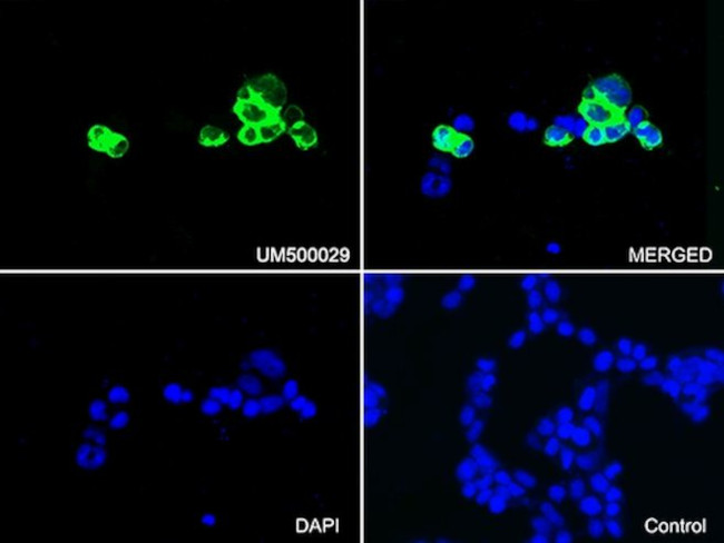 PECAM1 Antibody in Immunocytochemistry (ICC/IF)