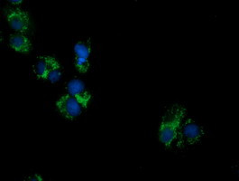 PECR Antibody in Immunocytochemistry (ICC/IF)