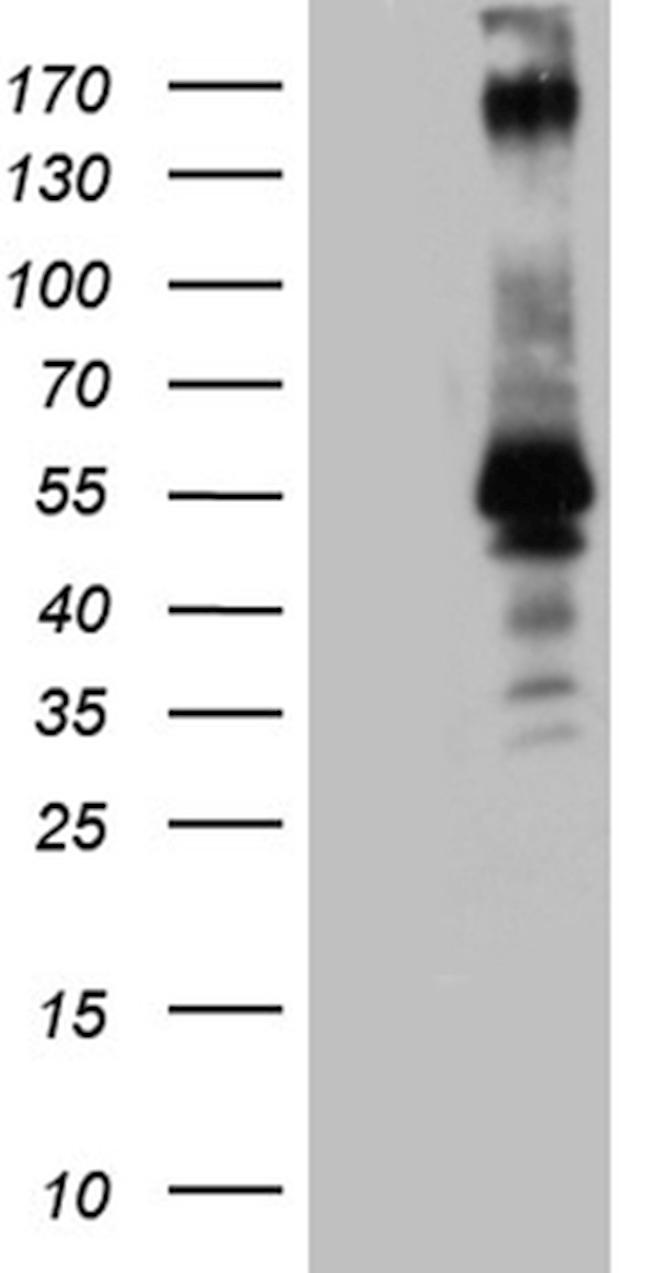 PEG10 Antibody in Western Blot (WB)