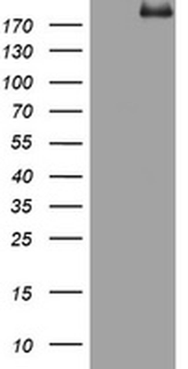 PEG3 Antibody in Western Blot (WB)