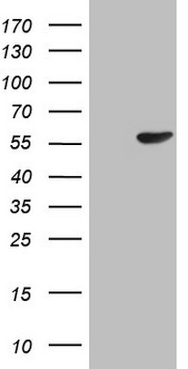 PELI1 Antibody in Western Blot (WB)