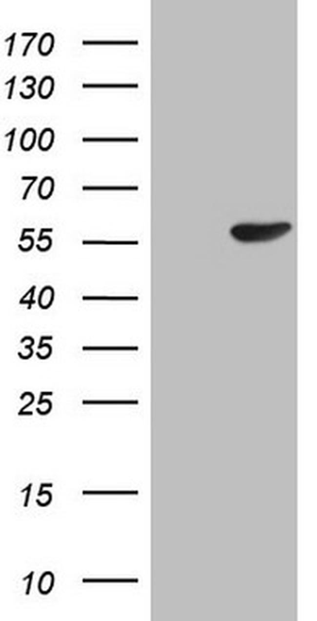 PELI1 Antibody in Western Blot (WB)