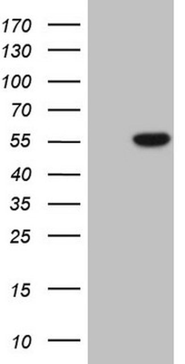 PELI1 Antibody in Western Blot (WB)