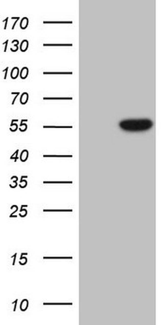 PELI1 Antibody in Western Blot (WB)