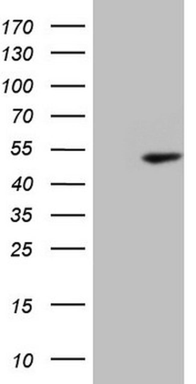 PELI1 Antibody in Western Blot (WB)