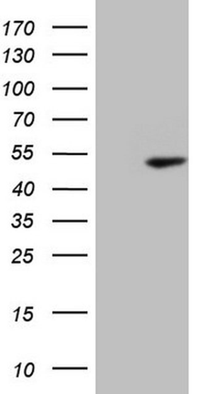 PELI1 Antibody in Western Blot (WB)