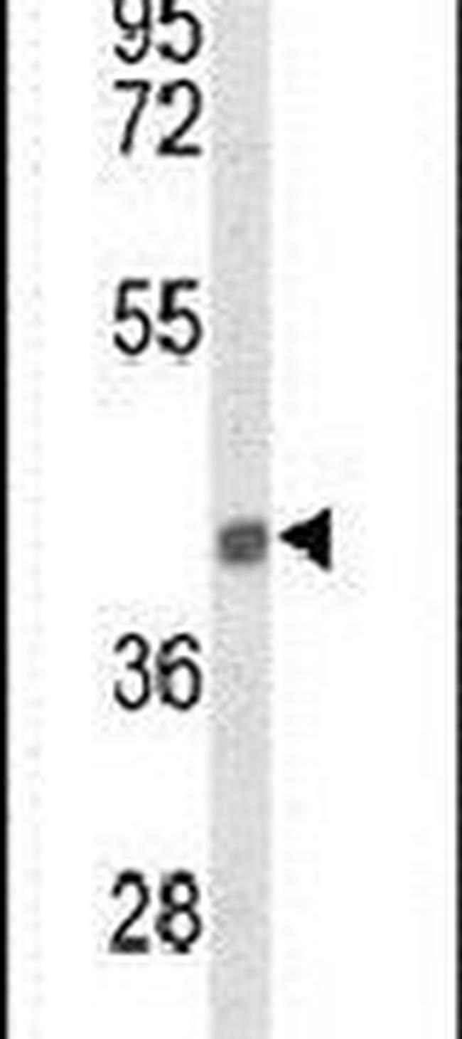 PEX12 Antibody in Western Blot (WB)
