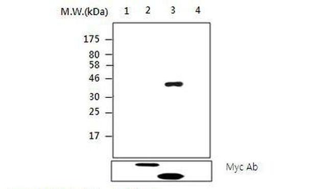 PTPN14 Antibody in Western Blot (WB)