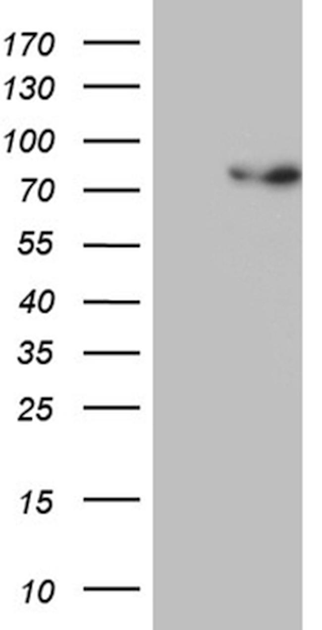 PGBD3 Antibody in Western Blot (WB)