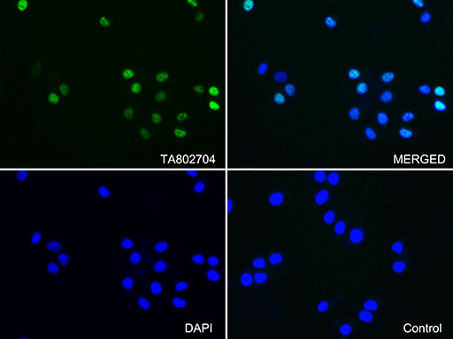 PGR Antibody in Immunocytochemistry (ICC/IF)