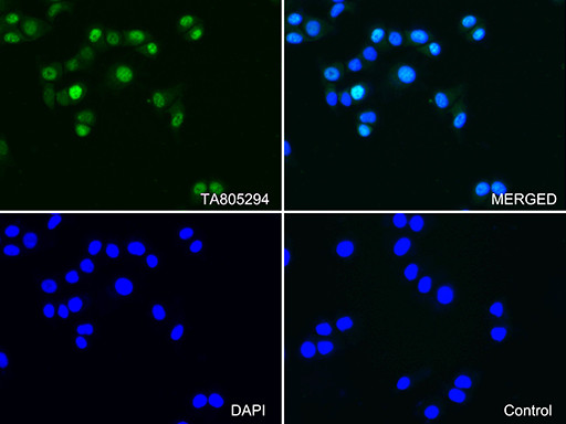 PGR Antibody in Immunocytochemistry (ICC/IF)