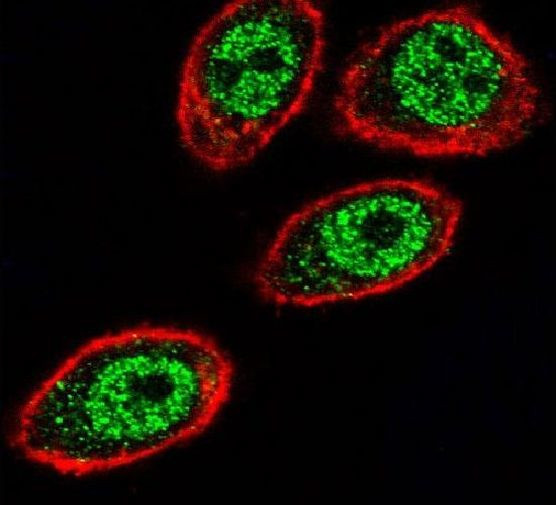 Prohibitin Antibody in Immunocytochemistry (ICC/IF)