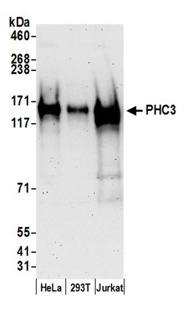 PHC3 Antibody in Western Blot (WB)