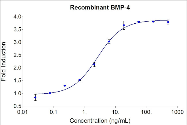 Human BMP-4 Protein in Bioactivity (Bioactivity)