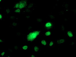 PHF21B Antibody in Immunocytochemistry (ICC/IF)