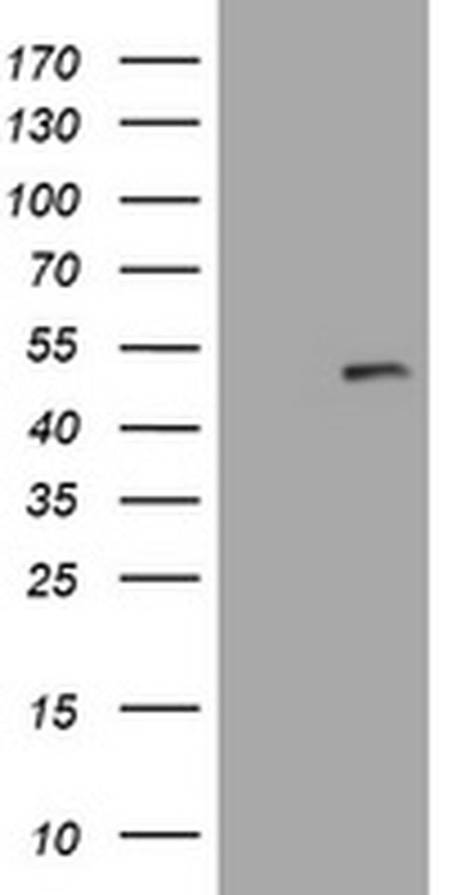 PHF7 Antibody in Western Blot (WB)