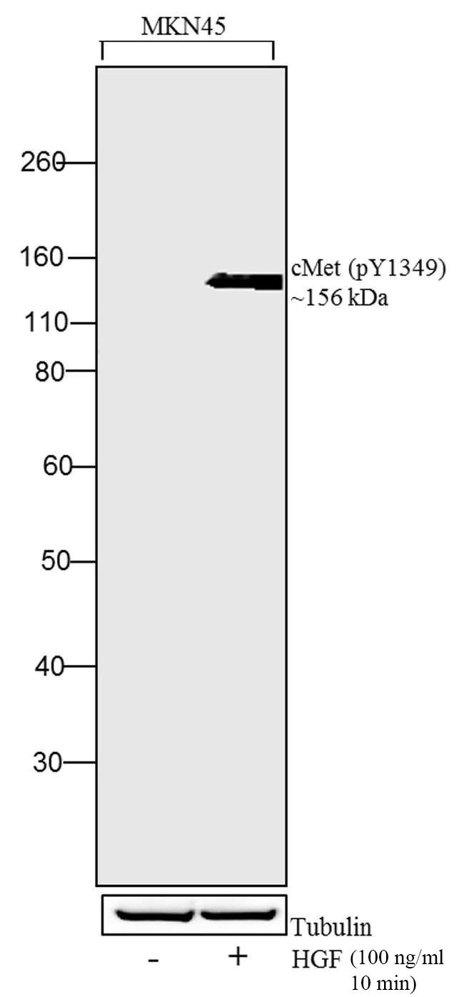 Human HGF Protein in Bioactivity (Bioactivity)