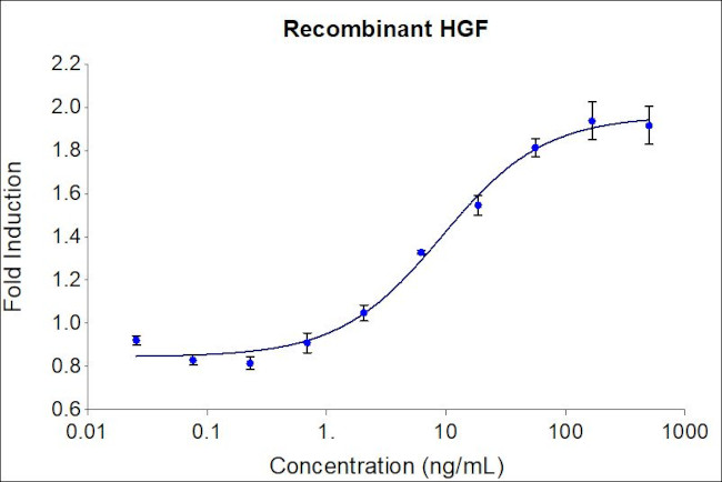 Human HGF Protein in Bioactivity (Bioactivity)