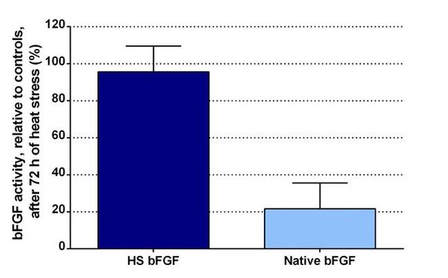 Human Heat Stable bFGF Protein in Functional assay (FN)