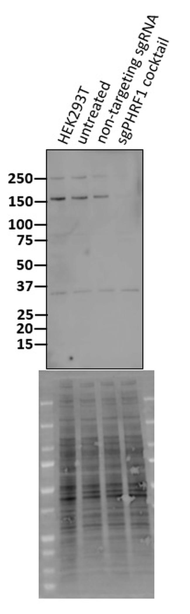 PHRF1 Antibody in Western Blot (WB)