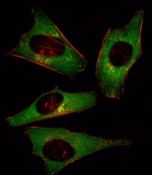 PIK3CD Antibody in Immunocytochemistry (ICC/IF)