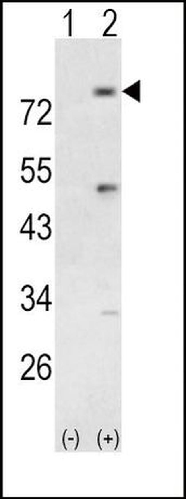 PIK3R5 Antibody in Western Blot (WB)