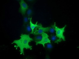 PIK3AP1 Antibody in Immunocytochemistry (ICC/IF)